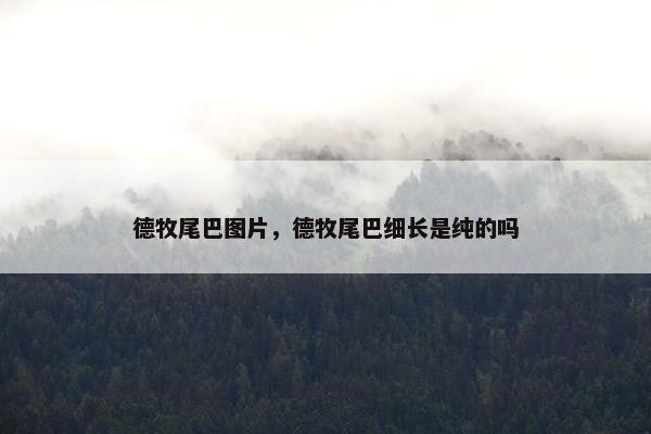 德牧尾巴图片，德牧尾巴细长是纯的吗