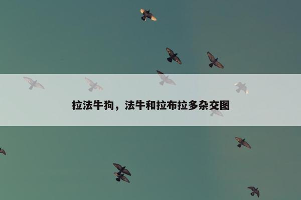 拉法牛狗，法牛和拉布拉多杂交图