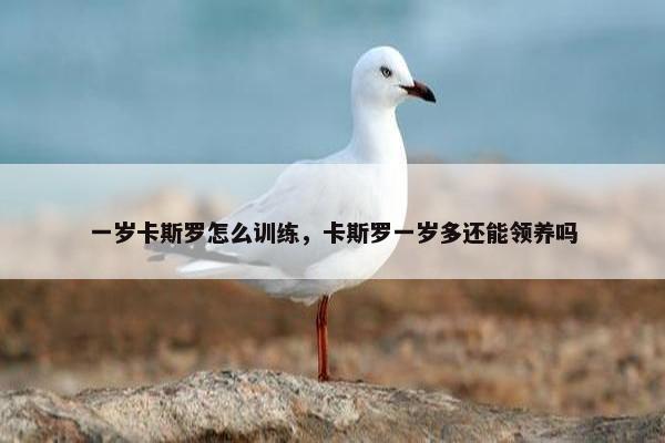 一岁卡斯罗怎么训练，卡斯罗一岁多还能领养吗