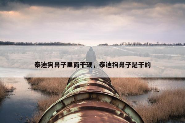 泰迪狗鼻子里面干硬，泰迪狗鼻子是干的
