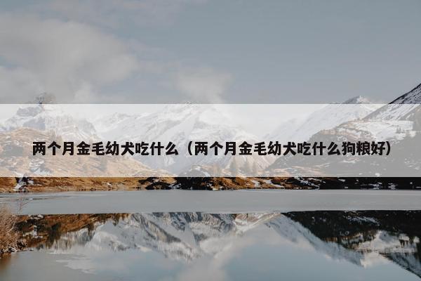 两个月金毛幼犬吃什么（两个月金毛幼犬吃什么狗粮好）