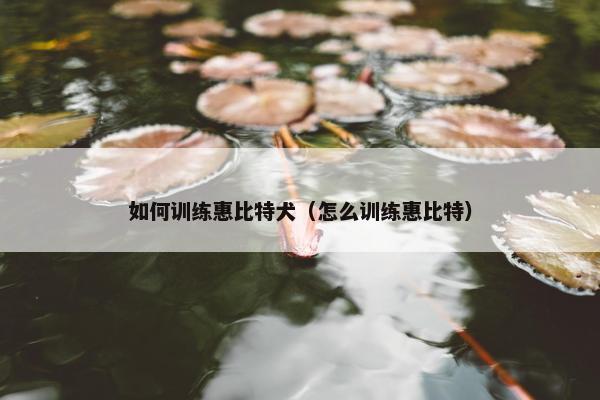 如何训练惠比特犬（怎么训练惠比特）