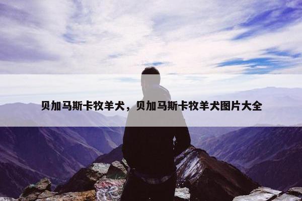 贝加马斯卡牧羊犬，贝加马斯卡牧羊犬图片大全