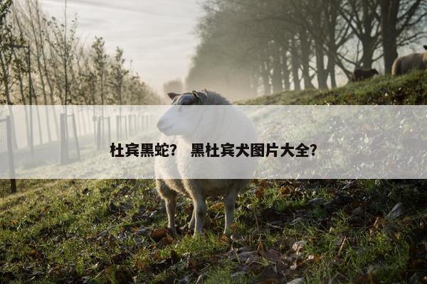 杜宾黑蛇？ 黑杜宾犬图片大全？