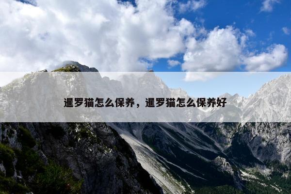 暹罗猫怎么保养，暹罗猫怎么保养好
