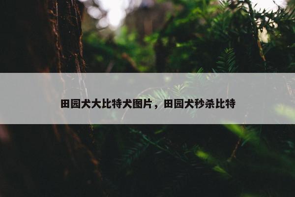 田园犬大比特犬图片，田园犬秒杀比特