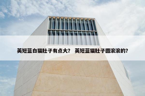 英短蓝白猫肚子有点大？ 英短蓝猫肚子圆滚滚的？