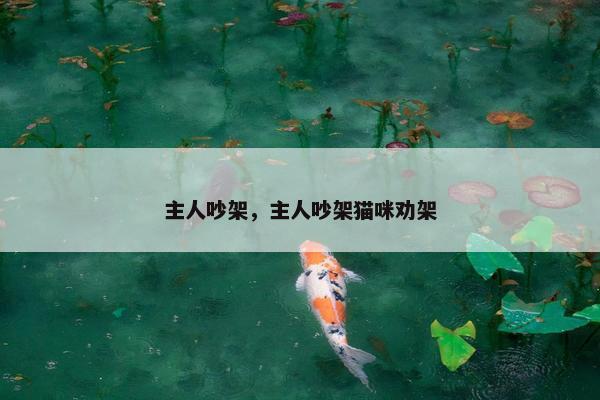主人吵架，主人吵架猫咪劝架
