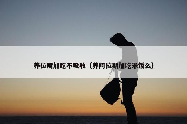 养拉斯加吃不吸收（养阿拉斯加吃米饭么）