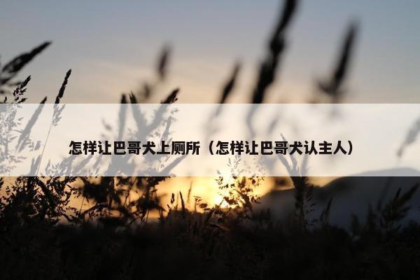 怎样让巴哥犬上厕所（怎样让巴哥犬认主人）