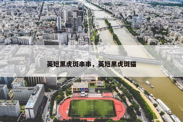 英短黑虎斑串串，英短黑虎斑猫