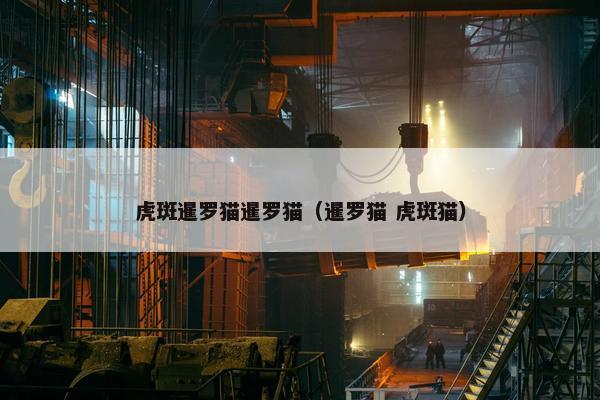 虎斑暹罗猫暹罗猫（暹罗猫 虎斑猫）