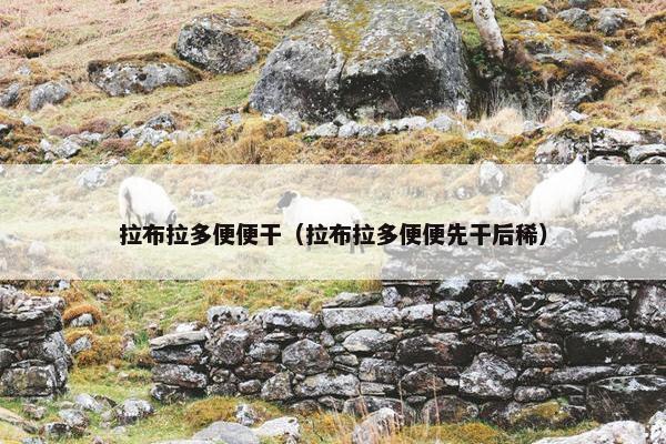 拉布拉多便便干（拉布拉多便便先干后稀）