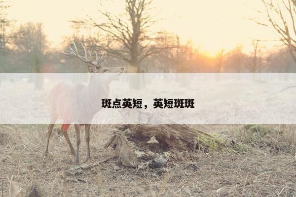 斑点英短，英短斑斑
