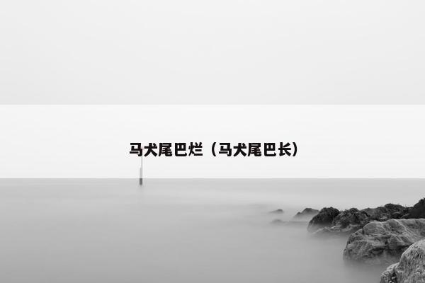 马犬尾巴烂（马犬尾巴长）