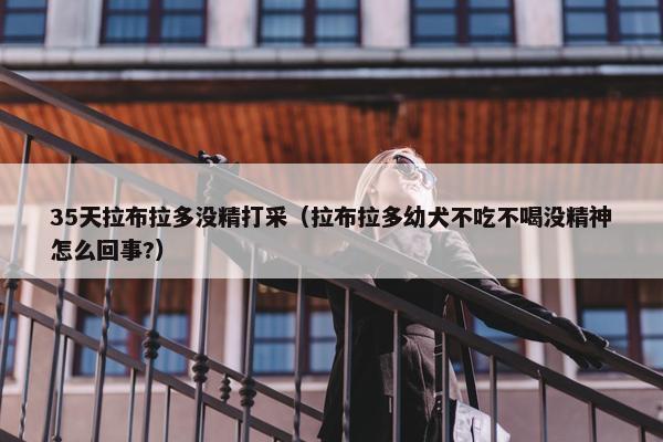 35天拉布拉多没精打采（拉布拉多幼犬不吃不喝没精神怎么回事?）