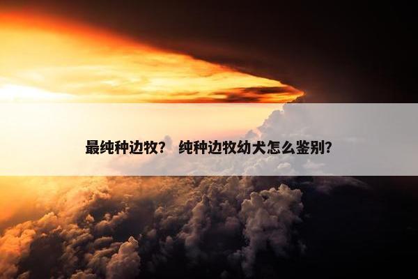 最纯种边牧？ 纯种边牧幼犬怎么鉴别？