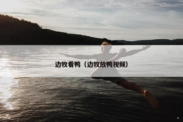 边牧看鸭（边牧放鸭视频）
