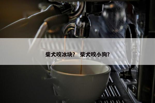 柴犬咬冰块？ 柴犬咬小狗？