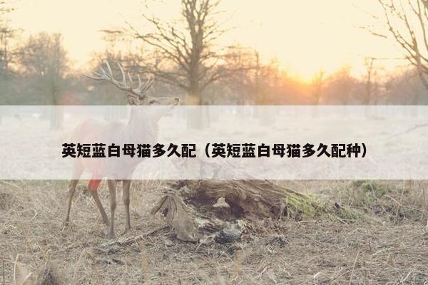 英短蓝白母猫多久配（英短蓝白母猫多久配种）
