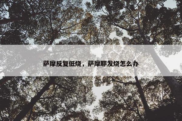 萨摩反复低烧，萨摩耶发烧怎么办