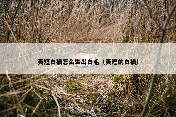 英短白猫怎么生出白毛（英短的白猫）