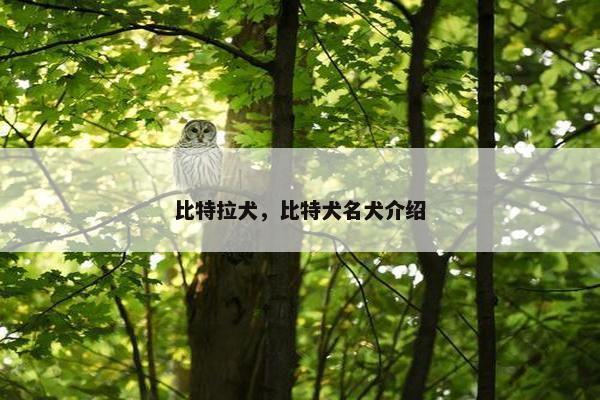 比特拉犬，比特犬名犬介绍