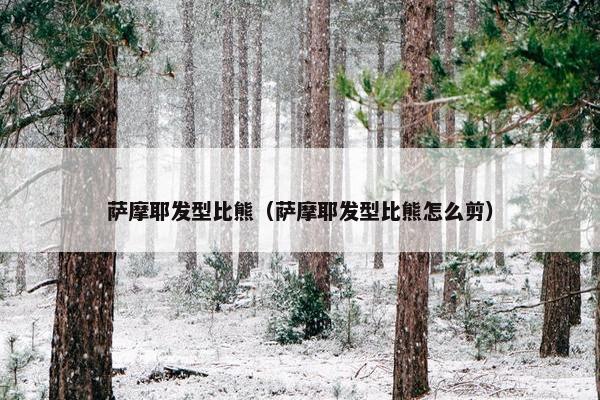 萨摩耶发型比熊（萨摩耶发型比熊怎么剪）