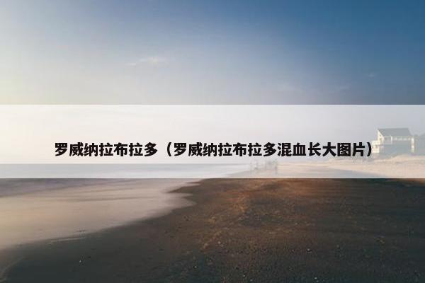 罗威纳拉布拉多（罗威纳拉布拉多混血长大图片）
