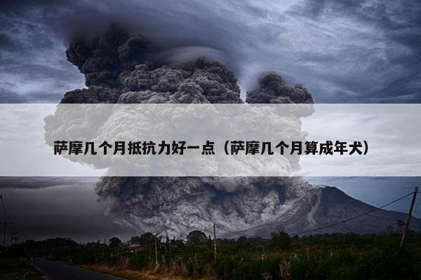 萨摩几个月抵抗力好一点（萨摩几个月算成年犬）
