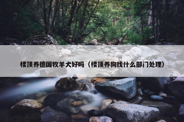 楼顶养德国牧羊犬好吗（楼顶养狗找什么部门处理）
