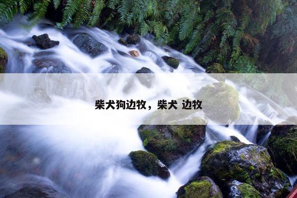柴犬狗边牧，柴犬 边牧