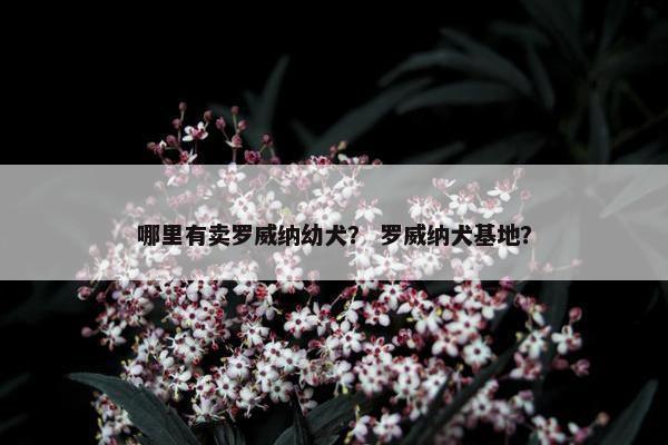 哪里有卖罗威纳幼犬？ 罗威纳犬基地？