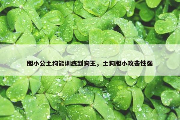 胆小公土狗能训练到狗王，土狗胆小攻击性强