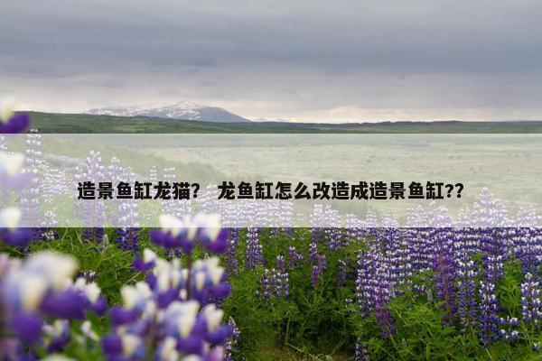造景鱼缸龙猫？ 龙鱼缸怎么改造成造景鱼缸?？