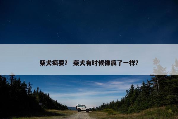 柴犬疯耍？ 柴犬有时候像疯了一样？