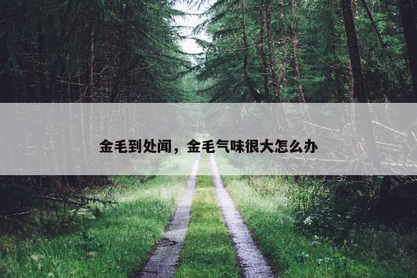金毛到处闻，金毛气味很大怎么办
