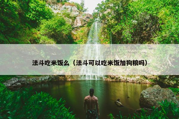 法斗吃米饭么（法斗可以吃米饭加狗粮吗）