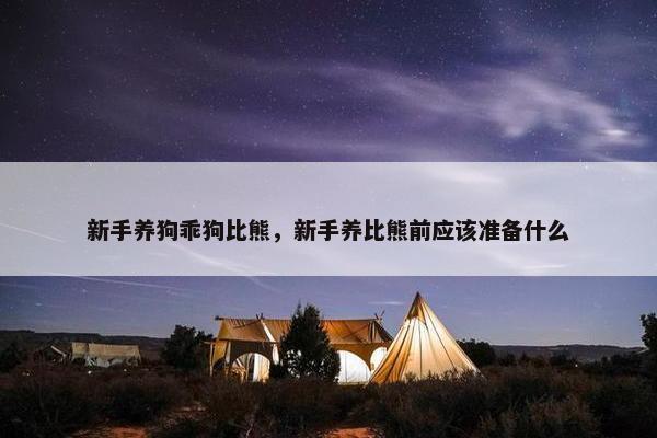 新手养狗乖狗比熊，新手养比熊前应该准备什么