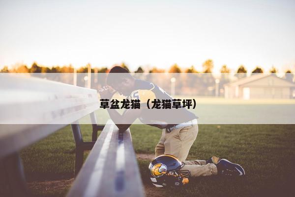 草盆龙猫（龙猫草坪）