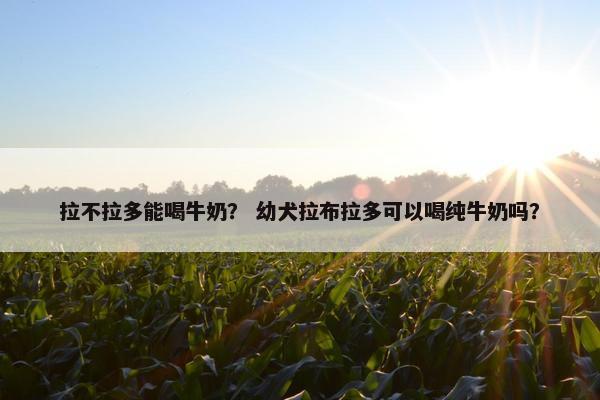 拉不拉多能喝牛奶？ 幼犬拉布拉多可以喝纯牛奶吗？