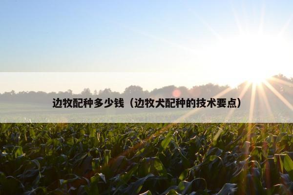 边牧配种多少钱（边牧犬配种的技术要点）