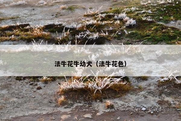 法牛花牛幼犬（法牛花色）
