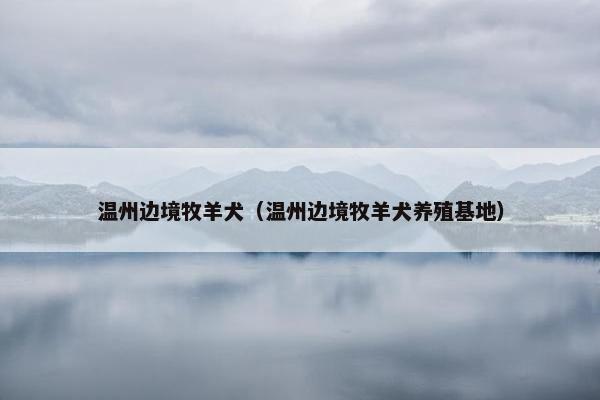 温州边境牧羊犬（温州边境牧羊犬养殖基地）