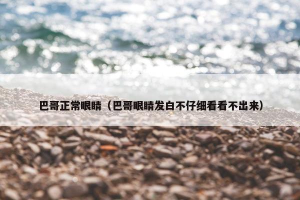 巴哥正常眼睛（巴哥眼睛发白不仔细看看不出来）