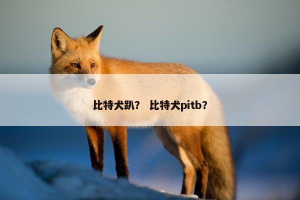 比特犬趴？ 比特犬pitb？
