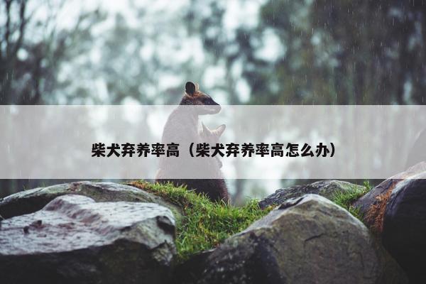 柴犬弃养率高（柴犬弃养率高怎么办）