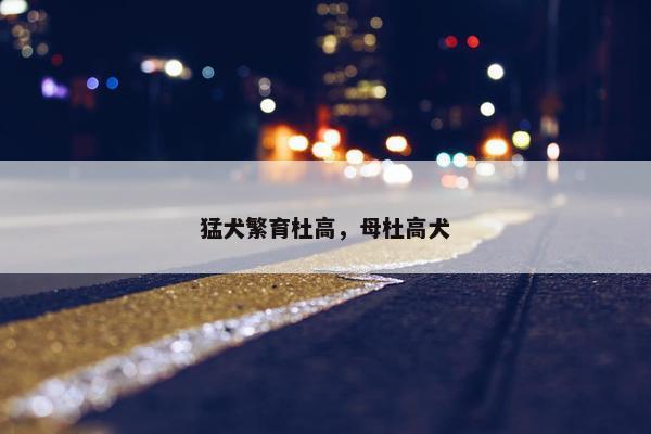 猛犬繁育杜高，母杜高犬