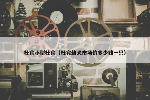 杜宾小型杜宾（杜宾幼犬市场价多少钱一只）