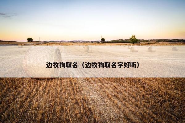 边牧狗取名（边牧狗取名字好听）